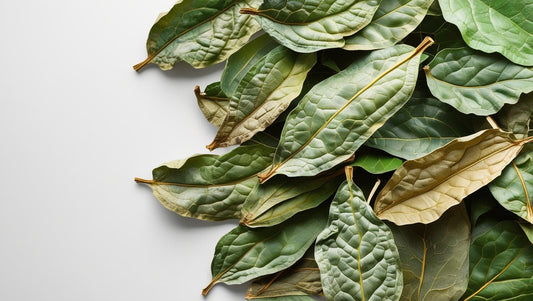 Soursop Leaves